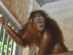 BBKSDA Sumut Titipkan Orangutan ke Pusat Rehabilitasi Sibolangit