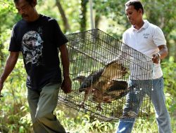 Peneliti Minta Aparat Tindak Tegas Pemburu Satwa Dilindungi