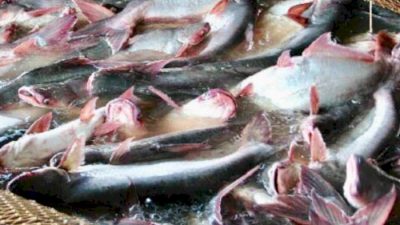 Gubernur Riau Tawarkan Ikan Patin Ke Arab Saudi