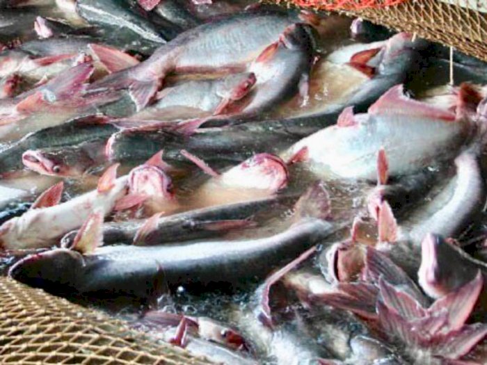 Gubernur Riau Tawarkan Ikan Patin Ke Arab Saudi