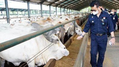 Mentan Pastikan Stok Sapi Siap Potong Di Sumut Dan Aceh Aman