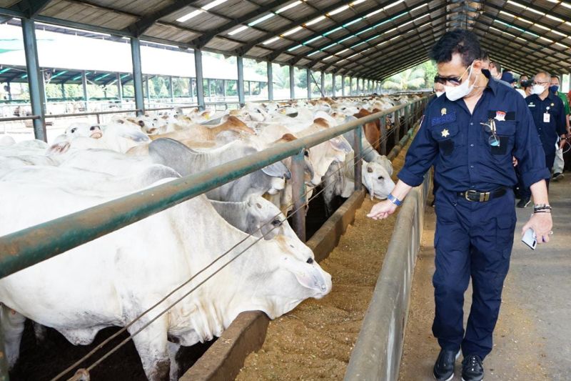 Mentan Pastikan Stok Sapi Siap Potong Di Sumut Dan Aceh Aman