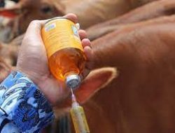 Dinas Peternakan Riau Vaksin 100.000 Sapi Hindari Serangan Virus LSD