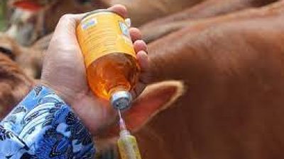 Dinas Peternakan Riau Vaksin 100.000 Sapi Hindari Serangan Virus LSD