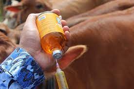 Dinas Peternakan Riau Vaksin 100.000 Sapi Hindari Serangan Virus LSD