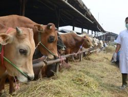 RPH Medan Pastikan Daging Dikonsumsi Saat Iduladha Aman