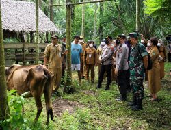 Afandin Tinjau Ternak Sapi Bersama Kapoldasu & Kasdam I/BB