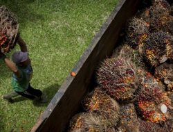 India Prediksi Jokowi Buka Keran Ekspor CPO dan Minyak Goreng 10 Mei