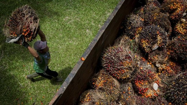 India Prediksi Jokowi Buka Keran Ekspor CPO dan Minyak Goreng 10 Mei