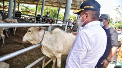 Gubsu Salurkan 10 Ribu Vaksin Penyakit PMK 8.000 Hewan Ternak Sumut Sembuh