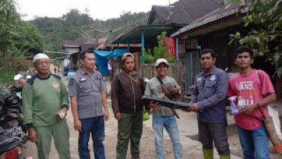 Harimau Muncul, Warga Desa Pagur Madina Resah