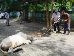 Keluarga Besar H Ngogesa Berikan Seekor Sapi Qurban untuk PWI Langkat