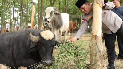 Polda Sumut dan Jajaran Serahkan 338 Ekor Hewan Kurban