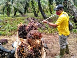 Harga Buah Sawit Semakin Anjlok