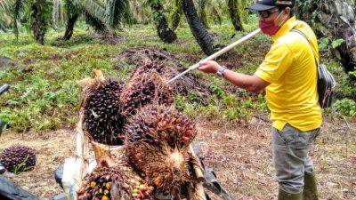 Harga Buah Sawit Semakin Anjlok