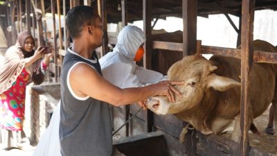 Pemko Tebingtinggi Lakukan Percepatan Vaksinasia Hewan Ruminasia