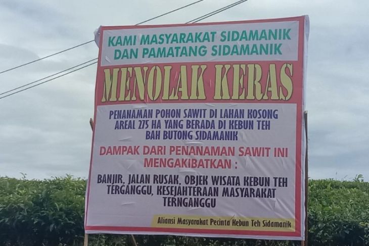 Konversi Tanaman Teh Bah Butong Warga Dua Kecamatan Tetap Menolak