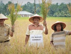 Panen Raya Padi Turun ke Sawah, Afandin:  Mafia Pupuk Akan Kita Brantas