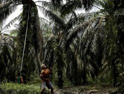 Petani Minta Pemerintah Perpanjang Gratis Pungutan Ekspor Sawit