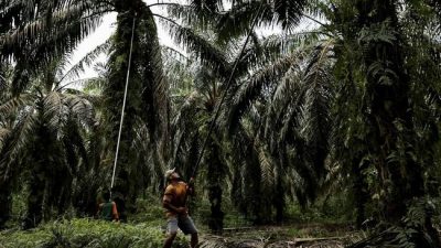 Petani Minta Pemerintah Perpanjang Gratis Pungutan Ekspor Sawit