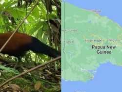 Ahli Temukan Burung Merpati Pegar Hitam di Papua Nugini