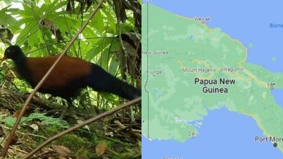 Ahli Temukan Burung Merpati Pegar Hitam di Papua Nugini