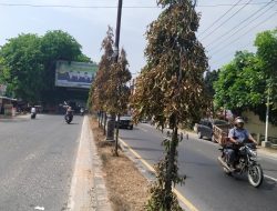 Pohon Pulau Jalan di Stabat Mengering, Meidi: Dinas LH Pihak Bertanggungjawab