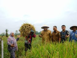 Panen Raya di Lingkungan IX Kelurahan Cengkeh Turi