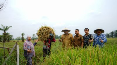 Panen Raya di Lingkungan IX Kelurahan Cengkeh Turi