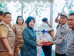 Pj Wali Kota Panen Padi Dan Ubinan Bersama Tim Satgas Pangan Kota Tebing Tinggi