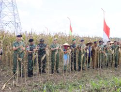 Dukung Program Ketahanan Pangan Nasional, Pemko Binjai Turut Serta Panen Raya Jagung