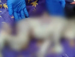 Bayi Dibuang di Kebun Teh