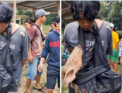 Malu! Pencuri Diarak Sambil Gendong Babi