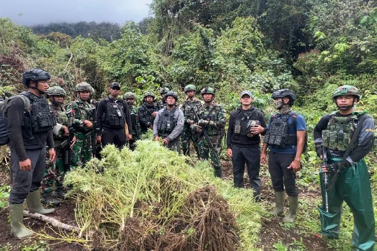 TNI Bongkar 4 Kebun Ganja di Pegunungan Bintang, 297 Batang Disita